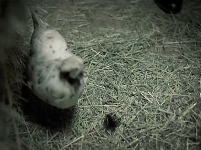 Video Reference: Bird, Grass, Beak, Wood, Snout, Feather, Tail, Darkness, Soil, Parrot