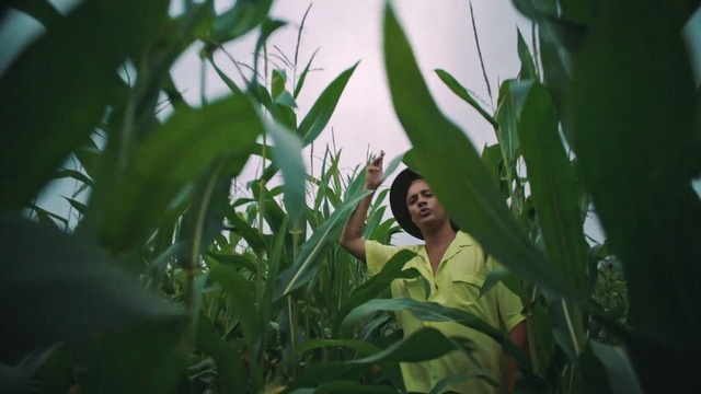 Video Reference: Plant, Sky, People in nature, Leaf, Terrestrial plant, Agriculture, Grass, Flowering plant, Happy, Banana family