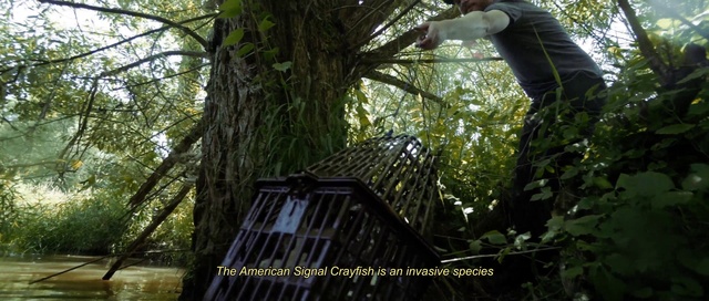 Video Reference: Plant, Tree, Branch, Terrestrial plant, Wood, Trunk, Biome, Twig, Woody plant, Grass
