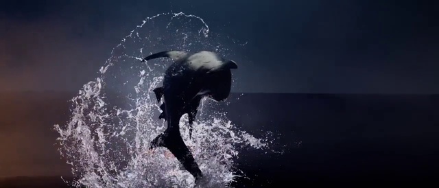 Video Reference: Water, Liquid, Sky, Flash photography, Fin, Cloud, Happy, Dolphin, People in nature, Underwater