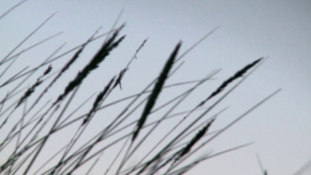 Video Reference: Sky, Twig, Terrestrial plant, Wind, Grass, Macro photography, Freezing, Electric blue, Flowering plant, Plant stem