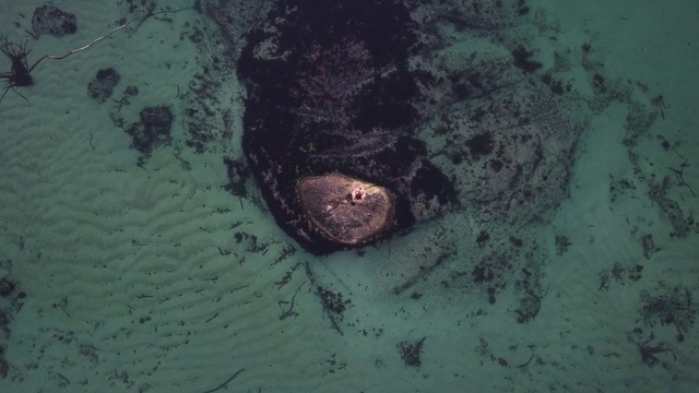 Video Reference: Water, Organism, Underwater, Marine biology, Foot, Marine mammal, Beach, Ocean, Fish, Sand