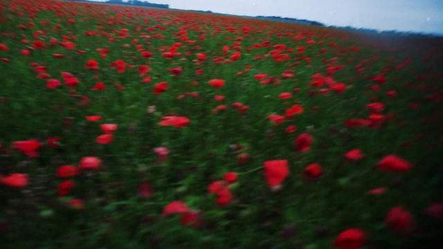 Video Reference: Flower, Plant, Sky, Plant community, Petal, People in nature, Natural landscape, Natural environment, Botany, Grass