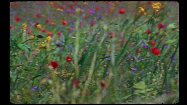 Video Reference: Flower, Plant, Grass, Natural landscape, Petal, Herbaceous plant, Grassland, Meadow, Grass family, Flowering plant