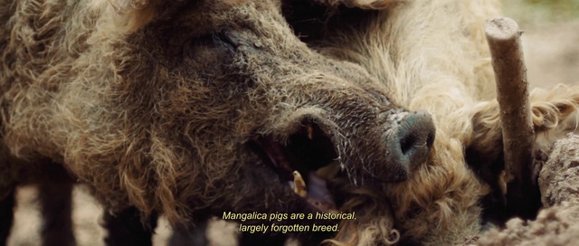 Video Reference: Eye, Dog breed, Carnivore, Terrestrial animal, Snout, Canidae, Natural material, Fur, Claw, Sporting Group