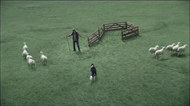 Video Reference: Vertebrate, Natural environment, Mammal, Grassland, Grass, Working animal, Sheep, Plain, Landscape, Grazing