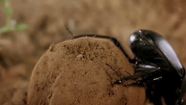 Video Reference: Insect, Arthropod, Fluid, Terrestrial animal, Pest, Parasite, Wildlife, Soil, Membrane-winged insect, Macro photography