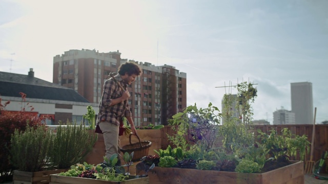 Video Reference: Plant, Building, Sky, Flowerpot, Window, Houseplant, Urban design, Neighbourhood, Residential area, Grass