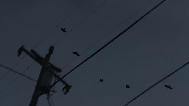 Video Reference: Sky, Electricity, Overhead power line, Electrical wiring, Cable, Bird, Parallel, Electrical supply, Wire, Slope