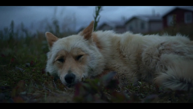 Video Reference: Dog, Carnivore, Sky, Dog breed, Companion dog, Whiskers, Terrestrial animal, Grass, Sporting Group, Canis