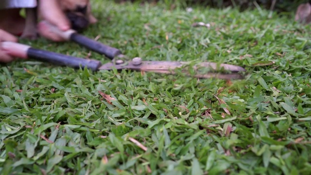 Video Reference: Grass, Shotgun, Air gun, Plant, Groundcover, Grass family, Lawn, Terrestrial plant, Recreation, Tool