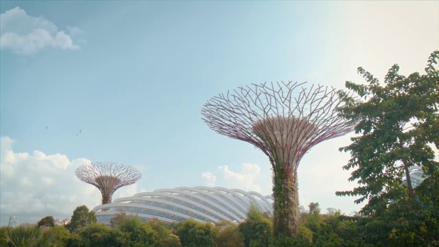 Video Reference: Sky, Cloud, Plant, Tree, Natural landscape, Arecales, Biome, Terrestrial plant, Landscape, Grass