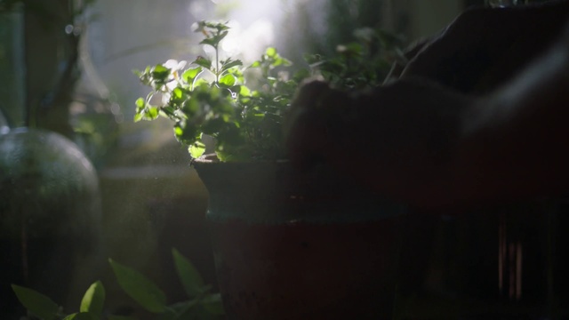 Video Reference: Plant, Flowerpot, Houseplant, Terrestrial plant, Grass, Tints and shades, Herbaceous plant, Annual plant, Landscape, Darkness