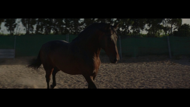 Video Reference: Horse, Liver, Wood, Terrestrial animal, Tree, Tints and shades, Landscape, Grass, Working animal, Pack animal