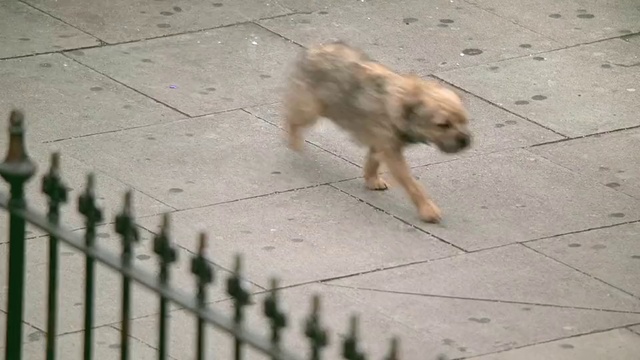 Video Reference: Dog, Carnivore, Dog breed, Fence, Fawn, Companion dog, Wood, Road surface, Wire fencing, Snout