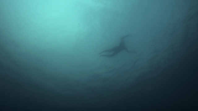 Video Reference: Water, Vertebrate, Azure, Fluid, Underwater, Fin, Marine biology, Fish, Electric blue, Recreation