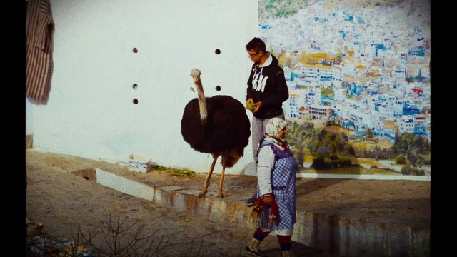 Video Reference: Bird, Ratite, Plant, Ostrich, Human, Beak, Temple, Neck, Standing, Organism