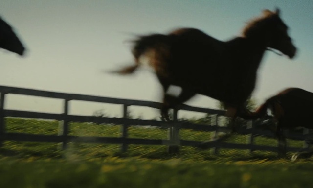 Video Reference: Sky, Plant, Horse, Fence, Grass, Grassland, Landscape, Terrestrial animal, Wire fencing, Natural landscape