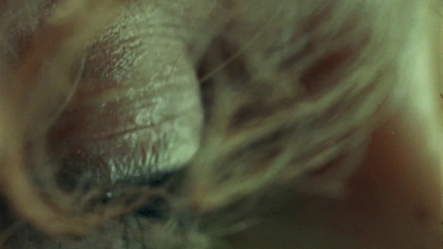 Video Reference: Eyelash, Felidae, Whiskers, Wood, Small to medium-sized cats, Human leg, Foot, Tail, Wrinkle, Fur