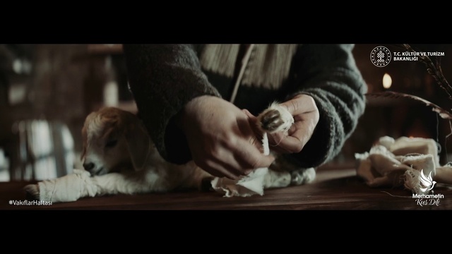 Video Reference: Dog, Carnivore, Flash photography, Companion dog, Felidae, Dog breed, Small to medium-sized cats, Wood, Sitting, Wrist