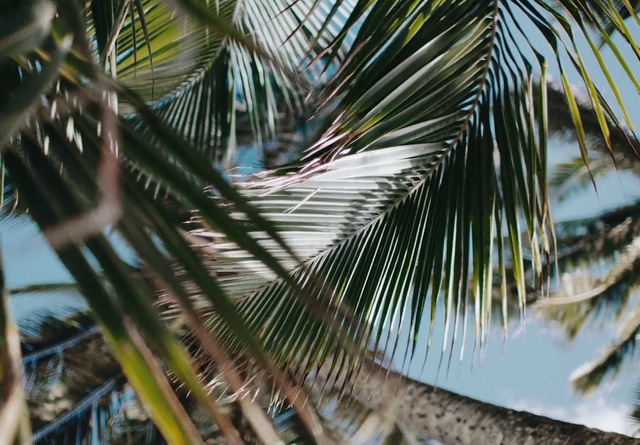 Video Reference: Daytime, Light, Nature, Plant, Azure, Branch, Tree, Sky, Terrestrial plant, Vegetation