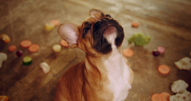 Video Reference: Dog, Carnivore, Dog breed, Wood, Companion dog, Ear, Fawn, Snout, Toy dog, Whiskers