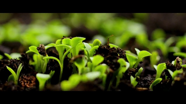 Video Reference: Plant, Terrestrial plant, Petal, Groundcover, Insect, Grass, Annual plant, Pollinator, Flowering plant, Soil