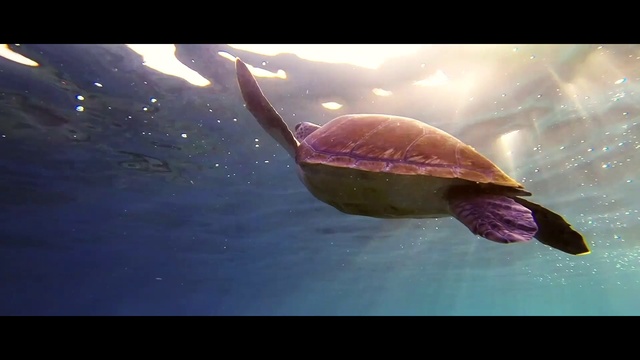 Video Reference: Water, Liquid, Vertebrate, Reptile, Fluid, Underwater, Turtle, Organism, Marine biology, Kemps ridley sea turtle
