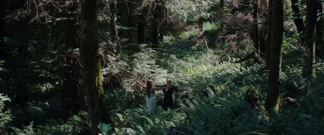 Video Reference: Plant, Terrestrial plant, Wood, Natural landscape, Groundcover, Trunk, Tree, Grass, Forest, Landscape