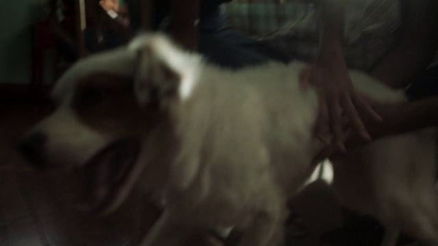 Video Reference: Carnivore, Felidae, Ear, Whiskers, Small to medium-sized cats, Companion dog, Dog breed, Cat, Darkness, Fur