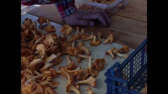 Video Reference: Food, Wood, Ingredient, Cuisine, Dish, Fawn, Staple food, Finger food, Tartan, Animal cracker