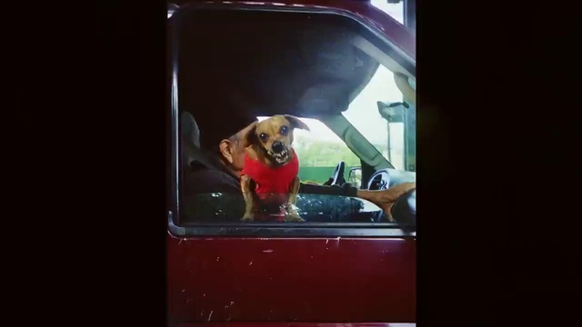 Video Reference: Dog, Automotive lighting, Motor vehicle, Cameras & optics, Carnivore, Automotive mirror, Window, Vehicle door, Automotive exterior, Display device