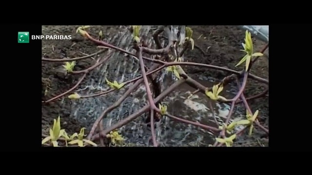 Video Reference: Plant, Flower, Terrestrial plant, Twig, Tree, Grass, Soil, Flowering plant, Event, Font