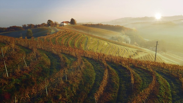 Video Reference: Sky, Plant, Ecoregion, Nature, Natural landscape, Leaf, Natural environment, Tree, Highland, Sunlight