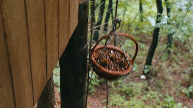 Video Reference: Plant, Wheel, Wood, Window, Automotive tire, Tire, Grass, Flowerpot, Twig, Automotive wheel system