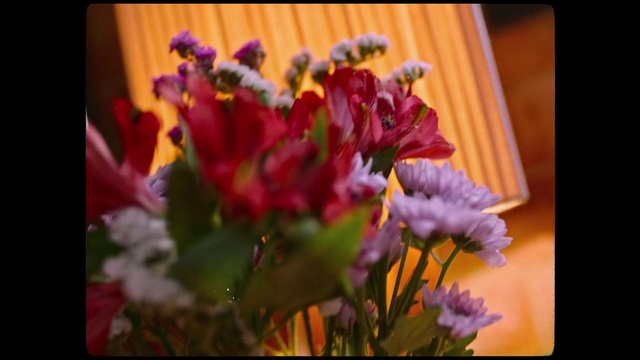 Video Reference: Flower, Plant, Botany, Petal, Flower Arranging, Art, Magenta, Bouquet, Annual plant, Herbaceous plant