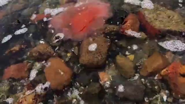 Video Reference: Fluid, Liquid, Dish, Cuisine, Recipe, Plant, Water, Ingredient, Carmine, Fruit