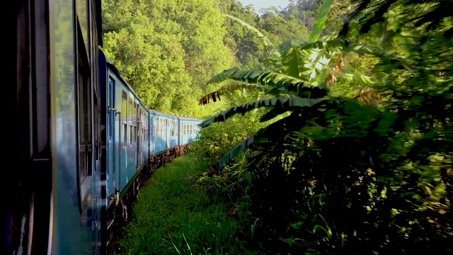 Video Reference: Plant, Train, Botany, Tree, Sunlight, Rolling stock, Vehicle, Terrestrial plant, Track, Woody plant