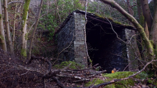 Video Reference: Plant community, Plant, Wood, Tree, Trunk, Twig, House, Grass, Natural landscape, Building