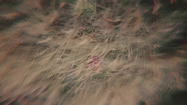 Video Reference: Plant, Wood, Tree, Twig, Natural material, Water, Grass, Tints and shades, Landscape, Pattern