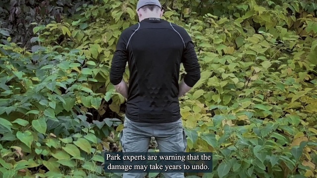 Video Reference: Plant, Outerwear, Leaf, Sleeve, Dress shirt, Vegetation, Grass, Collar, Terrestrial plant, Sunglasses