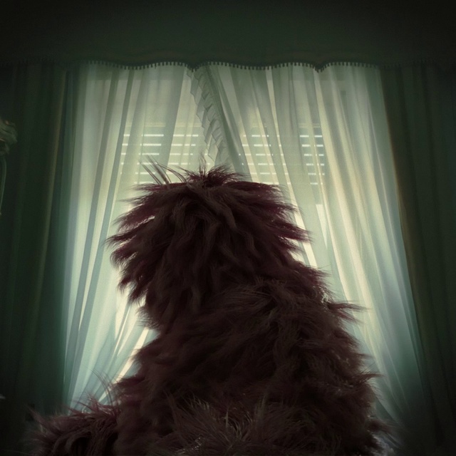 Video Reference: Curtain, Window, Tints and shades, Natural material, Darkness, Window treatment, Fur, Room, Tail, Art