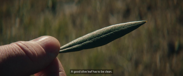 Video Reference: Plant, Terrestrial plant, Flowering plant, Grass, Close-up, Perennial plant, Macro photography, Tree, Plant stem, Petal