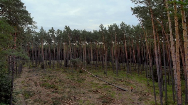 Video Reference: Plant, Sky, Plant community, Wood, Natural landscape, Terrestrial plant, Cloud, Tree, Trunk, Agriculture