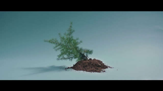 Video Reference: Sky, Plant, Natural landscape, Terrestrial plant, Tree, Twig, Horizon, Trunk, Landscape, Grass