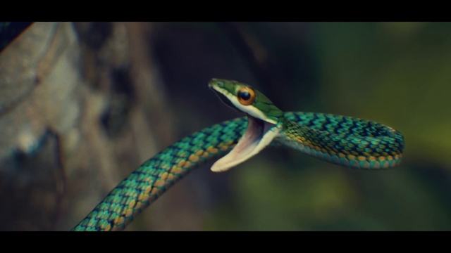 Video Reference: Snake, Reptile, Organism, Scaled reptile, Underwater, Terrestrial plant, Terrestrial animal, Marine biology, Electric blue, Macro photography