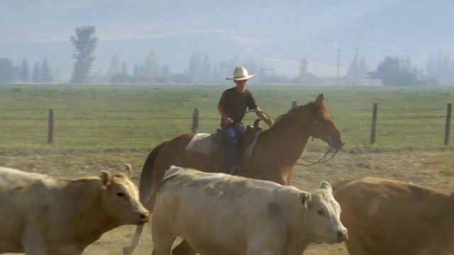 Video Reference: Sky, Horse, Ecoregion, Vertebrate, Working animal, Natural environment, Mammal, Grassland, Atmospheric phenomenon, Tree