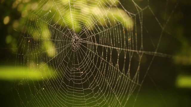 Video Reference: Hair, Vertebrate, Plant, Green, Natural material, Organism, Mammal, Grass, Line, Spider web