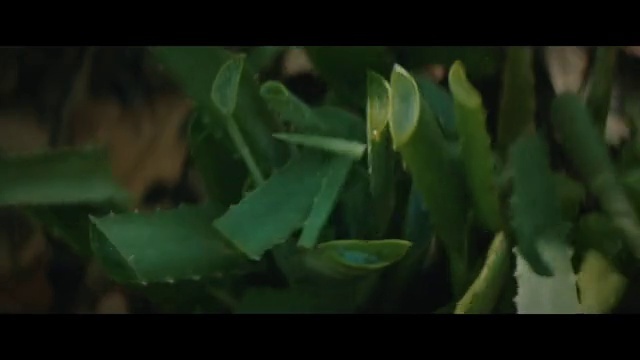 Video Reference: Plant, Flower, Petal, Terrestrial plant, Grass, Font, Flowering plant, Art, Event, Darkness