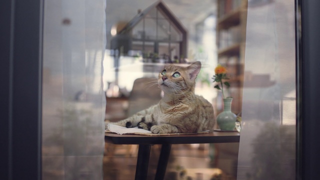 Video Reference: Cat, Window, Felidae, Building, Small to medium-sized cats, Carnivore, Whiskers, Wood, Fawn, Snout